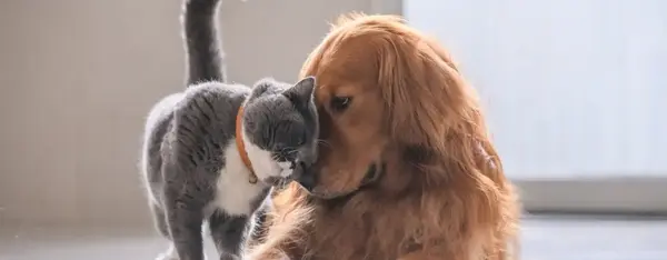 Ils s'en lèchent les babines ! Ils s'en lèchent les babines !